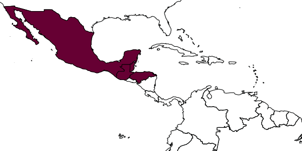 map of Carebara intermedia     Fernández, 2004